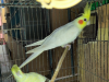 Cockatiel